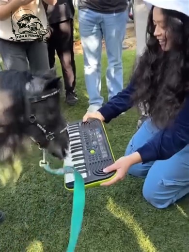 These playful, gentle horses will melt your heart with their cuteness overload! 💕🐎 #cutehorse #funnyhorse #horselovers #adorableanimals #farmlife | Fish & Funnies