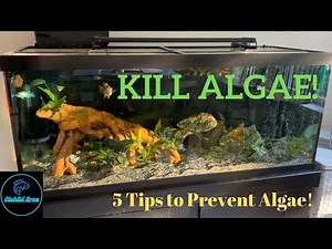 How to PREVENT Aquarium ALGAE! 5 TIPS!