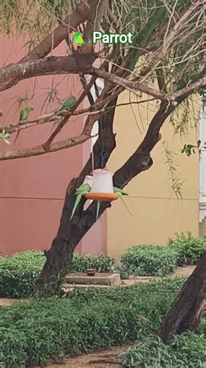 Parrots at Discovery garden Dubai