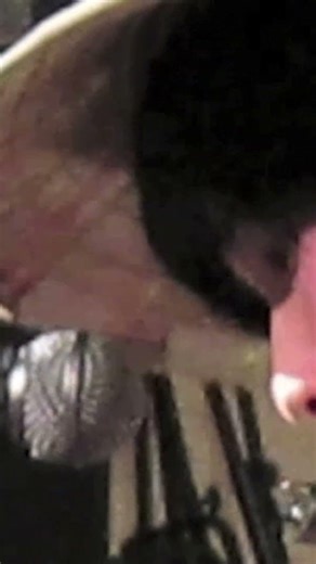 命がけ・ブルース・ハープ吹いてます