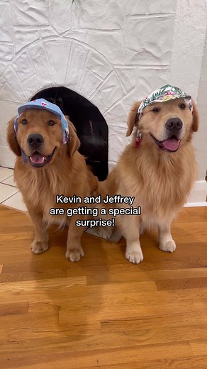 Kevin and Jeffrey had a kiddie pool day | agoldennamedkevin