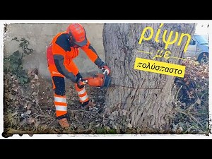 Τεχνική ρίψης πολυσπαστο και τεμαχισμός μεγάλου δέντρου με αλυσοπρίονο Husqvarna 562xp Mark 2