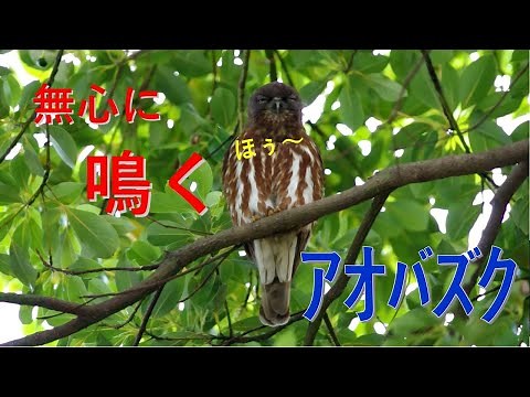 アオバズクの鳴き声/ Crowing Brown Hawk Owl