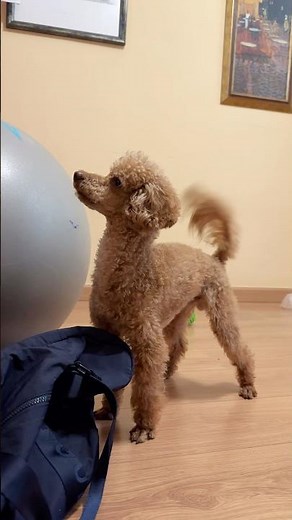 Why Do Poodles Crying? 🐩 #poodle #poodlelife #funnydogs #charlietoy #minipoodle #caniche #puppy