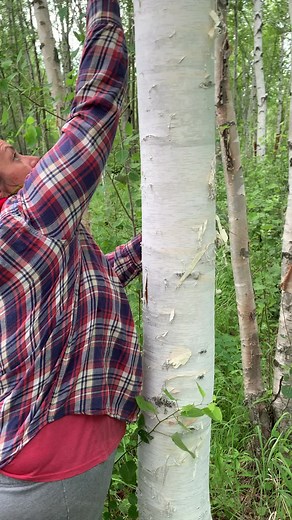 Removing Wiigwas from the Birch tree. #nativetiktok #ojibwe #ojibway #birch #birchbark #indigenous #ontario #turtleisland #anishinaabe
