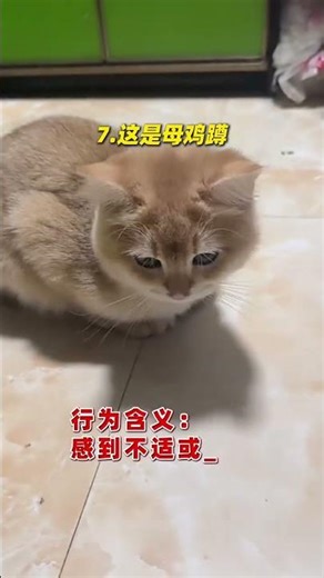 Interpretation of Cat Behavior Psychology#A Comprehensive Interpretation of Cat