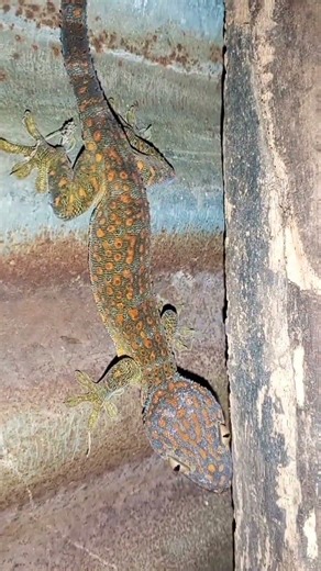 Tokoooooo. #tokay #gecko #tokaygecko #tuko #geckolife