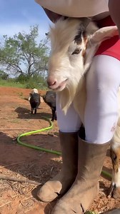 Baby Donkeys on the Farm!