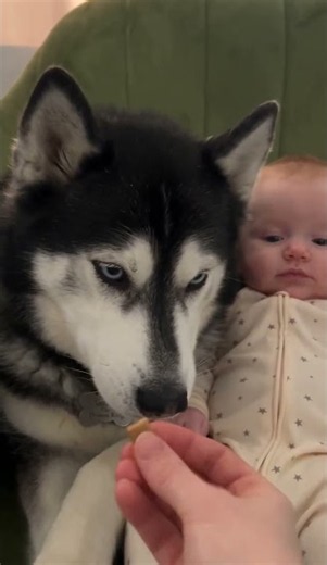 Funny Husky 😋 Sheldon Snatches a Treat Beside Baby Leonard