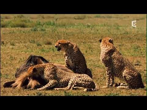 Dans la savane du serengeti