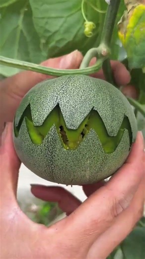 Customizing My Melons! ✍️✨ #Satisfying #Gardening#Melon