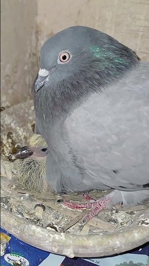 Mama warms baby .ماما بتدفي ابنها #explore #pigeonhouse #babypigeon #cutebabies #pigeonlovers