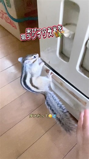 この後おやつで紛らわしました。#リス #シマリス #リスのある暮らし #リスのいる生活 #シマリスのいる生活 #動物 #小動物 #ペットの暮らし #ペットのいる暮らし #ペット