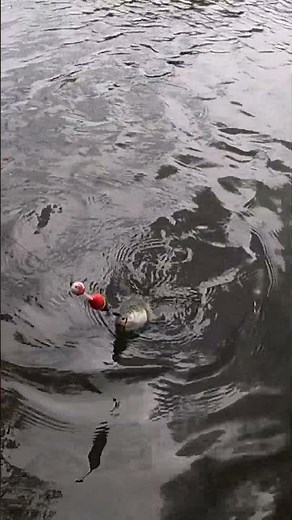 Big Surprise at the End of My Fishing Trip!