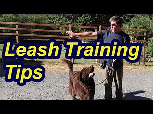 Leash Training Tips with Newfoundland Puppy