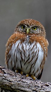 Northern Pygmy Owl | Thy Pygmy Owl Tour