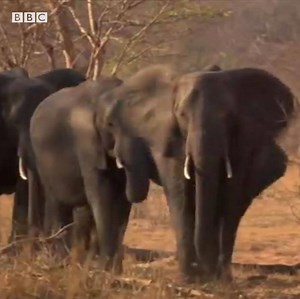 27K views · 165 reactions | Botswana is home to Africa's largest population of elephants. In May this year the government controversially lifted a ban on hunting them. What do people think of that decision? Hear more from World Questions in Botswana: https://bbc.in/30qVHkp | BBC World Service | Facebook