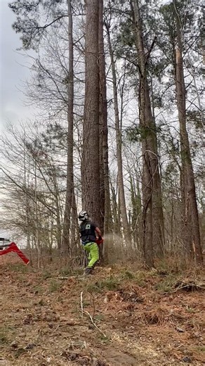 What is the average cost to cut down a large pine tree?…