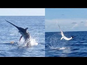 The Most Incredible Swordfish Footage Ever Filmed!