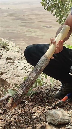 Cutting Dry Wood with an Axe and Preparing Firewood | Bushcraft