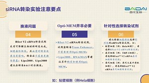 siRNA转染实验指南