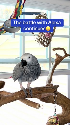 Alexa is way off today😳🦜😆 🦜Symon is a 3 year old female Congo African Grey Parrot, hatched on June 15th 2021 who lives in a cozy country home with her parents, Chris and Sheila, and her two parrot siblings, Mickey and Sunny. Symon is an outgoing and talkative bird who loves to chat with anyone who will listen. Her favorite phrases are