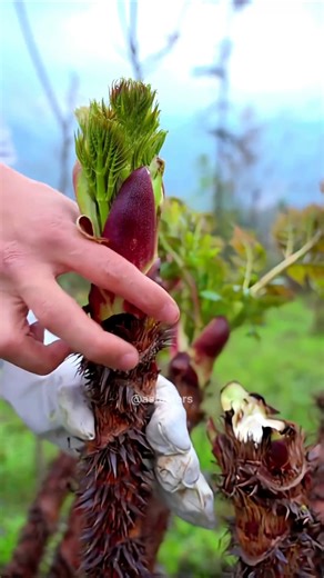 Aralia Elata!! China’s Most Popular Wild Spring Vegetable