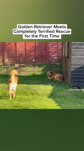 Golden Kobe Family Dog Introductions: Muffin Meets New Friends