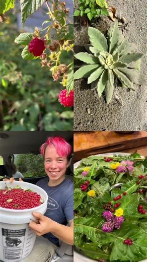 Fall colors can be delicious. Join us for a forging experience. #MaineOutdoors #MainePrimitive #primitiveskills #WildForaging #wildfood