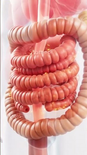 How Human Body Removes Waste? | Complete Digestive System Animation