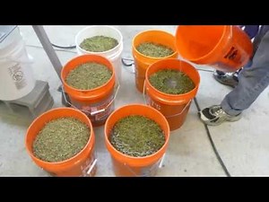 Hemp processing with Ethanol for CBD oils - VincentCorp CP6 screw press