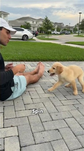 My rescue puppy is so smart! #dogsofyoutube #dog #puppy #dogs #rescue #goldenretriever