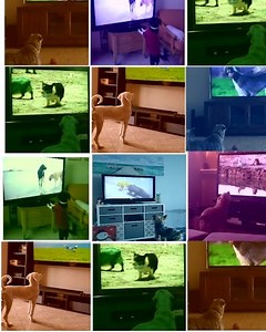 198K views · 345 reactions | Never feel bad about leaving your best bud at home with 24/7 live stream dog content to keep them company. | DOGTV | Facebook