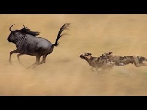 Perros Salvajes de África "Una increíble Historia [Documentales National Geographic WILD]