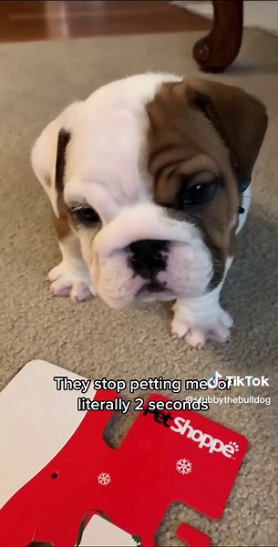 Heartfelt Story of Stubby the Bulldog