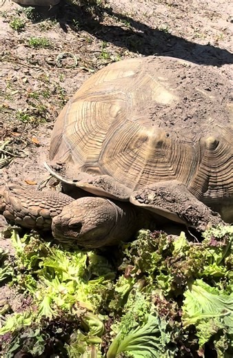 🐢 Meet my buddy Booger!! | booger earrings