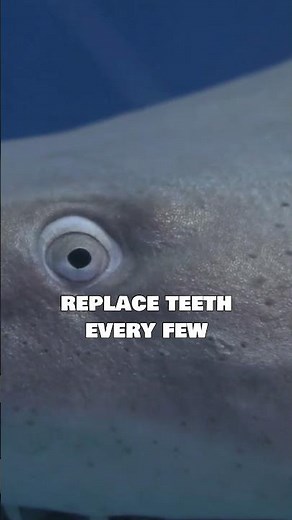 Sharks Never Stop Growing Teeth — Here’s Why That Makes Them So Dangerous