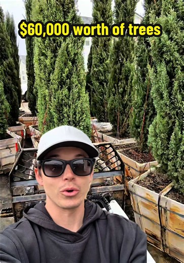 Investing in Backyard Privacy: $60,000 Worth of Trees