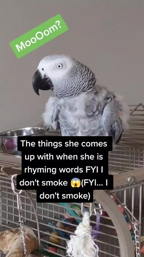 Funny Parrot Rhyming & Smoking | Cosmothefunnyparrot