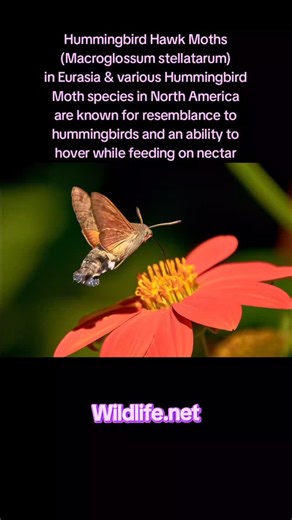 51 reactions · 8 comments | Hummingbird Hawk Moth (Macroglossum stellatarum) is a Eurasian species known for its resemblance to hummingbirds and its ability to hover while feeding on nectar. There are various species in North America that have the same ability.. #hummingbird #hummingbirdmoth #hummingbirdhawkmoth #moth #moths #pollinators #wildlife #nature #insect #insects #lepidoptera #wildlifenet WWW.WILDLIFE.NET | Wildlife.net | Facebook