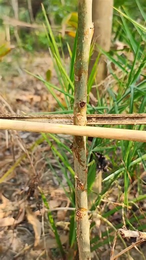 Really Absolutely the BEST and Easiest Pole and Bamboo Lashing Knot!!