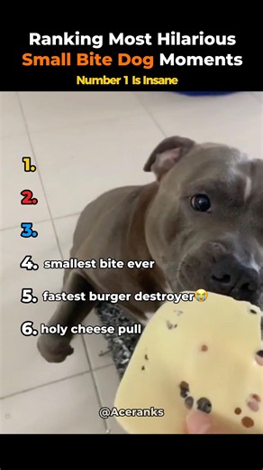 Ranking Most Hilarious Small Bite Dog Moments #shorts