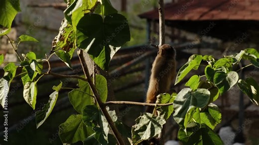 Capuchin monkey climbs and balances on tree branches inside a zoo enclosure, showing agility and natural behavior among green leaves