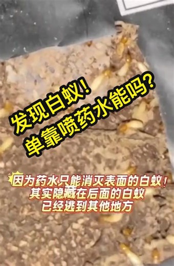 🏠 好好的一个家， 却在不知不觉中一点一点被 #白蚁 啃光…… 很多屋主以为喷一喷药水就能解决问题， 但往往没过多久，白蚁又会卷土重来。 😩 住在自己家里，本该安心舒适， 却因为白蚁的存在， 每天都在担心害怕， 不知道下一次会不会又有角落被悄悄毁坏。 白蚁，绝对不是所谓的“小问题”， 而是一场隐藏的灾难！⚠️ 千万别以为偶尔看到几只白蚁就没关系， 事实上，你看到的往往只是冰山一角， 而真正潜伏在背后的，🫨 可能是一整个数量高达几十万只的庞大蚁群。更可怕的是，它们不会自动离开， 只会继续扩散，🫢🫢 继续咬食家的每一寸木材。 等到发现时，家已经被慢慢掏空。 🔥 别再浪费时间依赖药水了！ 是时候选择真正有效的方法！ Bio Termites Control 带来全马首创的 【白蚁巢诱饵系统】，以科学原理彻底解决白蚁问题。 Bio Termites Control 独家研发的4大核心科技， 确保每一次灭白蚁都能从根本上解决问题： 👍特殊的纤维配方，让白蚁无法抗拒， 主动进食 👍浓缩减低用量，更环保更安全， 不会伤害环境 👍独有的断绝食物链科技， 让蚁后和整巢都被饿死 👍转色