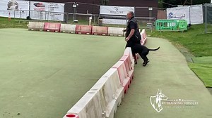 5.3K views · 67 reactions | All my dogs from my IGP3 Dog to my youngest dog running the blinds and their focus Heelwork. ❤️❤️❤️❤️ | K9 Training Services: Dog Training Centre of Excellence | Facebook