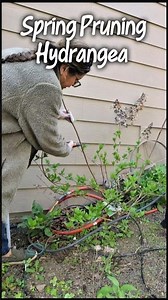 How To Spring Prune Your Hydrangea #2026Garden