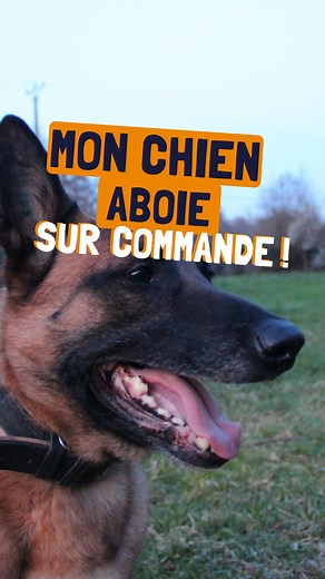Les étapes 🔽🐶📢 Apprendre à son chien à aboyer sur commande c’est pas forcément le truc le plus utile du monde mais c’est sympa et en général ton chien va adorer discuter avec toi 😆 Comment on fait ? ✅ on trouve une action, activité que ton chien aime et qui le rend foufou ! En général il va alors de lui-même aboyer, pour Orus c’est le fait de creuser ✅ on renforce et encourage l’aboiement dès qu’il le fait en disant le mot clé « aboie » ou « parle » ou encore « chante » si tu as un husky 🤣 