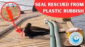 3K views · 508 reactions | Dock seal rescues are critical for our...