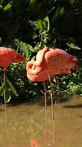 Download Vertical of flamingo bird live in nature, nature background, pink flamingo bird for free