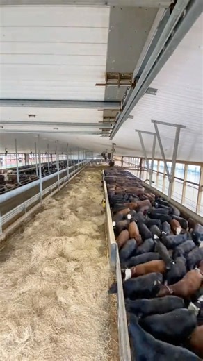 THOUSANDS OF CATTLE UNDER ONE ROOF 🤯🐄
